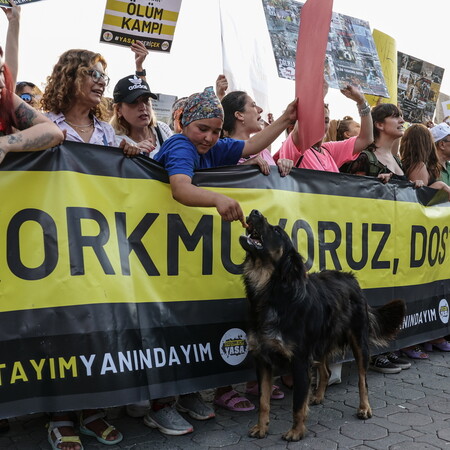 Κωνσταντινούπολη: Νέο μέτρο απαγορεύει τη σίτιση αδέσποτων σκύλων