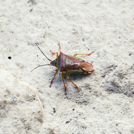 ΜΑΛΑΙΣΙΑ ΚΟΡΙΟΣ