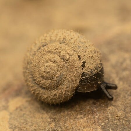 Μεγάλη κινητοποίηση στο Λονδίνο για τον εντοπισμό του «γερμανικού τριχωτού σαλιγκαριού»