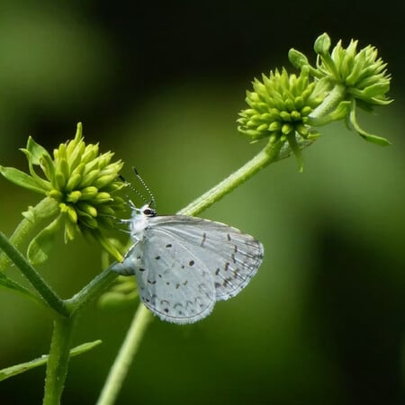 ΣΚ - Σχεδόν 3.000 είδη ζωντανών οργανισμών κινδυνεύουν με εξαφάνιση στην Ουαλία