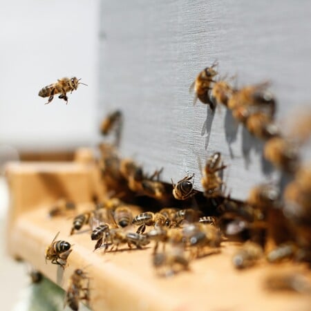 ΜΕΛΙΣΣΑ ΔΟΜΟΚΟ ΝΕΚΡΟΣ