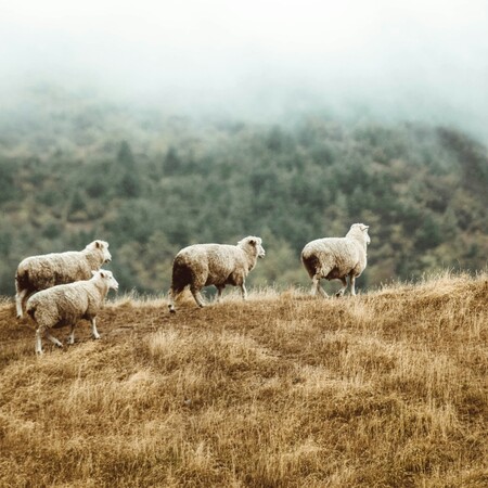 ΝΕΟ ΕΠΙΔΟΜΑ ΚΤΗΝΟΤΡΟΦΟΙ