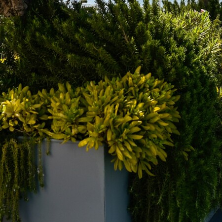 Θεσσαλονίκη: Έκλεψαν μέντα, θυμάρι και δυόσμο από τα παρτέρια του δήμου