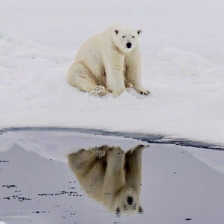 Περνάνε οι COP, αλλά οι πάγοι συνεχίζουν να λιώνουν