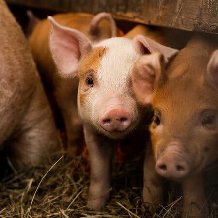 Ισπανία: Το ξέσπασμα της αφρικανικής πανώλης των χοίρων μπορεί να συνδέεται με την τροφή τους
