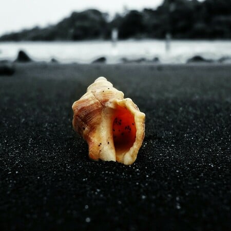 Κοχύλια που βρέθηκαν στην Ισπανία μπορεί να ανήκουν στα αρχαιότερα γνωστά μουσικά όργανα