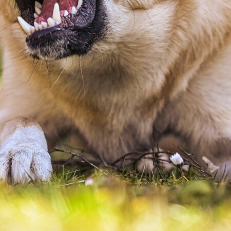 Νεκρό παιδί στη Ζάκυνθο: «Είδα τον πατέρα με αίματα, το σκυλί θα μας έτρωγε όλους», λέει ο πρόεδρος Αγίου Λέοντα