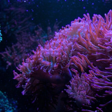 Κρίση στους κοραλλιογενείς υφάλους της Καραϊβικής – Χάθηκε σχεδόν το μισό των σκληρών κοραλλιών