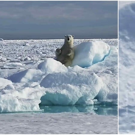 National Geographic: Viral στα social media πολική αρκούδα που παίζει με το χιόνι