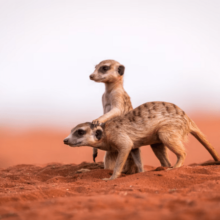  Πόσο μονογαμικοί είναι οι άνθρωποι σε σχέση με τα υπόλοιπα θηλαστικά; 