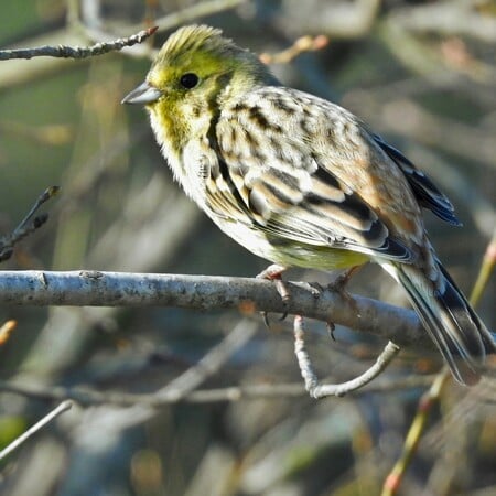 WWF ΠΤΗΝΑ ΛΟΥΓΑΡΟ