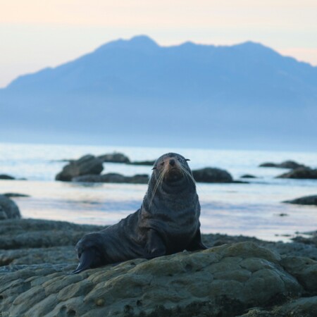 ΑΝΑΒΥΣΣΟΣ ΜΕΣΟΓΕΙΑΚΗ ΦΩΚΙΑ ΜΑΥΡΟ ΛΙΘΑΡΙ