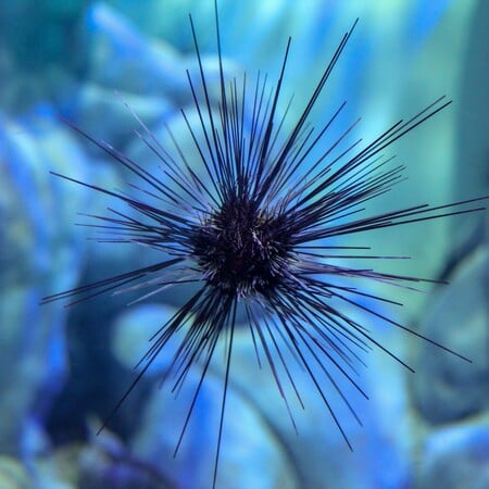 Αχινός Πανδημία Εξαφάνιση