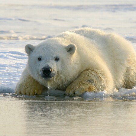 Οι πολικές αρκούδες «ξαναγράφουν» το DNA τους για να αντέξουν την κλιματική κρίση