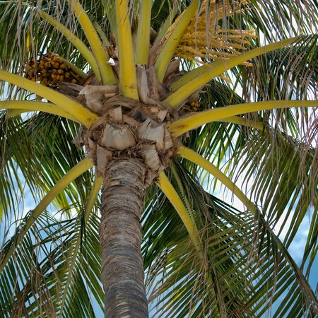 ΡΙΟ ΝΤΕ ΤΖΑΝΕΙΡΟ ΒΡΑΖΙΛΙΑ ΦΟΙΝΙΚΑΣ