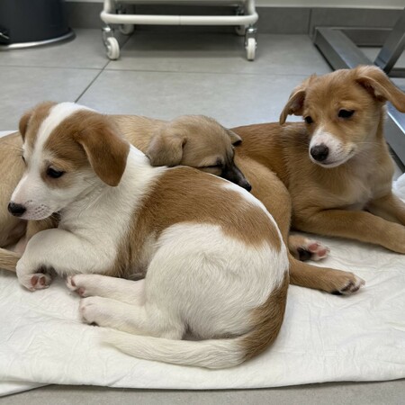 Νέο κουταβάκι ή γατάκι; Οδηγός για «Νέους Γονείς» που θέλουν να κάνουν ένα σωστό και ισορροπημένο ξεκίνημα