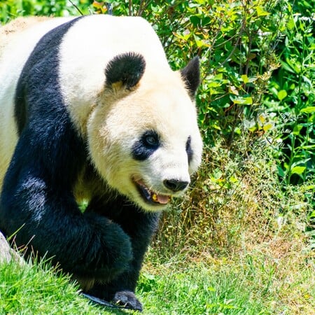 ΙΑΠΩΝΙΑ ΚΙΝΑ ΠΑΝΤΑ