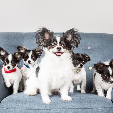 Εσείς θα κλωνοποιούσατε το κατοικίδιό σας; 