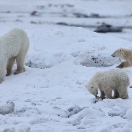 ΠΟΛΙΚΗ ΑΡΚΟΥΔΑ ΥΙΟΘΕΣΙΑ ΑΡΚΟΥΔΑΚΙ