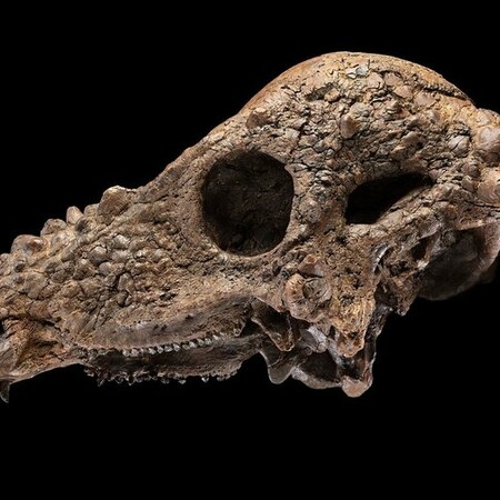 ΔΕΙΝΟΣΑΥΡΟΣ ΟΥΑΣΙΝΓΚΤΟΝ