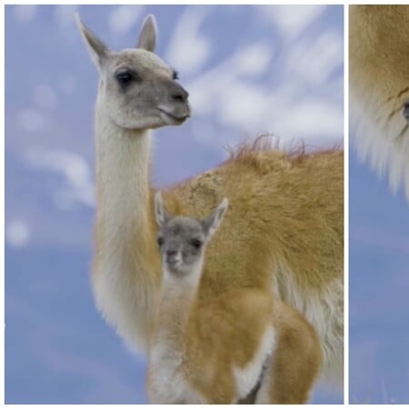 Θηλυκό γκουανάκο καταγράφηκε να περιμένει το μικρό της που προσπαθεί να την προλάβει