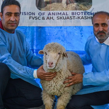 ΠΡΟΒΑΤΟ ΙΝΔΙΑ ΓΕΝΕΤΙΚΗ ΕΠΕΞΕΡΓΑΣΙΑ