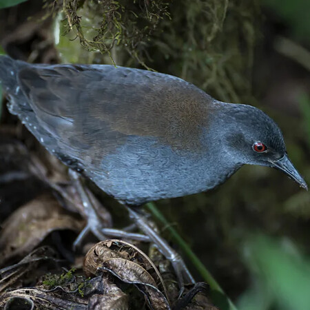 «Μετά από 200 χρόνια βλέπουμε ξανά αυτό το είδος»: Τα σπάνια πουλιά που επιστρέφουν στα νησιά Γκαλαπάγκος