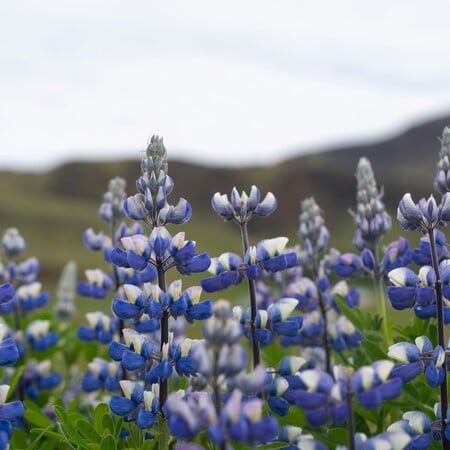 ΙΣΛΑΝΔΙΑ ΛΟΥΠΙΝΟ ΒΙΟΠΟΙΚΙΛΟΤΗΤΑ
