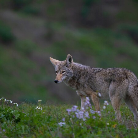 ΚΟΓΙΟΤ ΕΡΕΥΝΑ ΠΕΝΘΟΣ ΣΥΝΤΡΟΦΟΣ