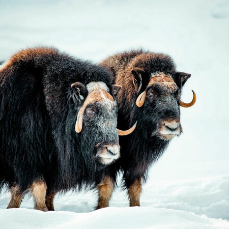 ΛΥΚΟΙ ΒΟΔΙΑ ΕΠΙΘΕΣΗ