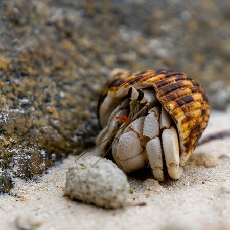 ΚΑΒΟΥΡΑΣ ΜΙΚΡΟΠΛΑΣΤΙΚΑ ΕΡΕΥΝΑ