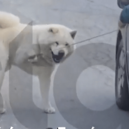 Θεσσαλονίκη: «Τον πάω βόλτα», λέει ο οδηγός που έσερνε σκύλο με λουρί ενώ οδηγούσε