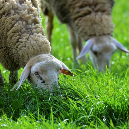ΠΙΕΡΙΑ ΑΥΤΟΚΤΟΝΙΑ ΕΥΛΟΓΙΑ ΑΙΓΟΠΡΟΒΑΤΩΝ