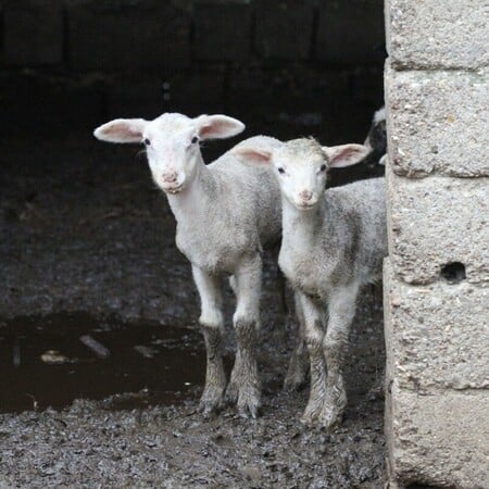 Πιερία: «Από την ημέρα που τα σφαγιάσανε έγινε άλλος άνθρωπος» λένε συγγενείς του κτηνοτρόφου που κρεμάστηκε