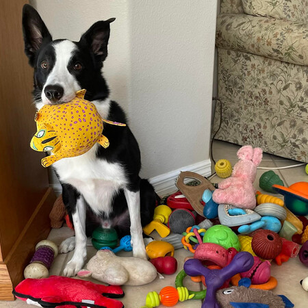 ΣΚΥΛΟΙ ΜΕΛΕΤΗ ΛΕΞΕΙΣ 