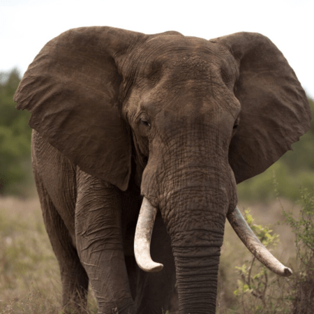 ΙΝΔΙΑ ΕΛΕΦΑΝΤΑΣ 