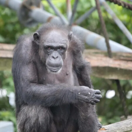 ΧΙΜΠΑΤΖΗΣ ΙΑΠΩΝΙΑ ΠΕΘΑΝΕ ΖΩΓΡΑΦΙΚΗ