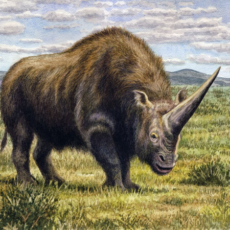 Γεύμα λύκου που διατηρήθηκε στη Σιβηρία επί 14.400 χρόνια ρίχνει «φως» στον μάλλινο ρινόκερο