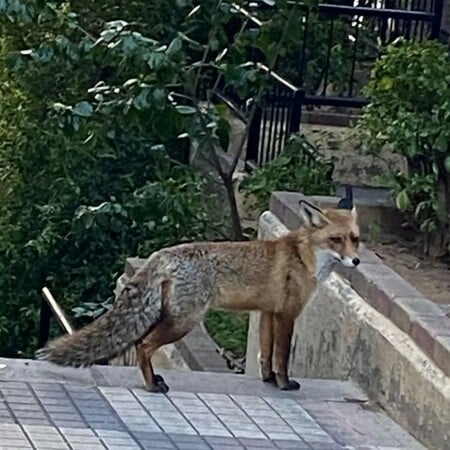 ΠΑΓΚΡΑΤΙ ΑΛΕΠΟΥ