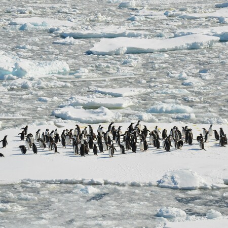 Οι πιγκουίνοι της Ανταρκτικής έχουν μετατοπίσει την περίοδο αναπαραγωγής τους εξαιτίας της κλιματικής αλλαγής 