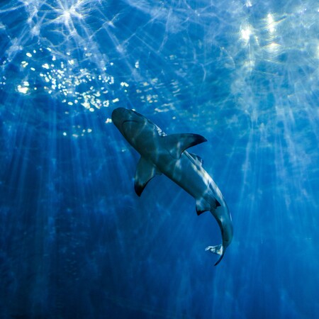 Αυστραλία: Τέσσερις επιθέσεις καρχαριών μέσα σε 48 ώρες