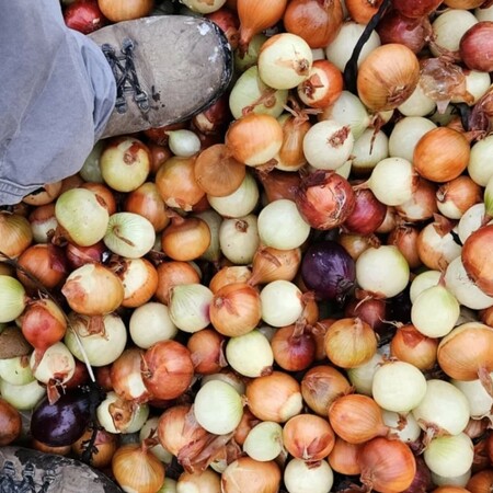 ΠΑΤΑΤΕΣ ΚΡΕΜΜΥΔΙΑ ΜΕΓΑΛΗ ΒΡΕΤΑΝΙΑ ΠΛΟΙΟ