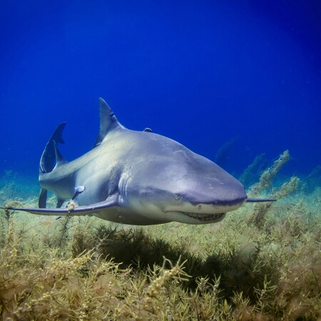 ΑΥΣΤΡΑΛΙΑ ΚΑΡΧΑΡΙΑΣ ΕΠΙΘΕΣΕΙΣ