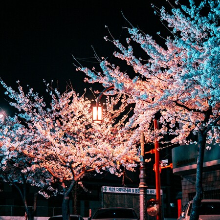 Φέτος θα μπορούσε να είναι μια απροσδόκητα οικονομική περίοδος για να δει κανείς τις ανθισμένες κερασιές της Ιαπωνίας