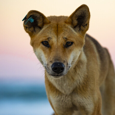 ΑΥΣΤΡΑΛΙΑ ΝΤΙΝΓΚΟ ΘΑΝΑΤΩΣΗ ΤΟΥΡΙΣΤΡΙΑ