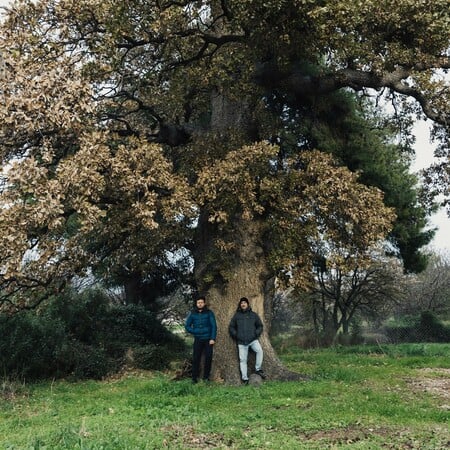 Οι Φίλοι της Βελανιδιάς θέλουν να σώσουν ένα πανάρχαιο δέντρο