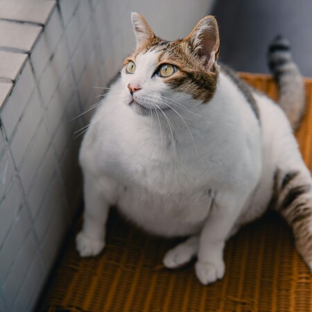 ΚΙΝΑ ΓΑΤΑ ΠΑΧΥΣΑΡΚΙΑ ΦΑΡΜΑΚΟ ΑΔΥΝΑΤΙΣΜΑΤΟΣ