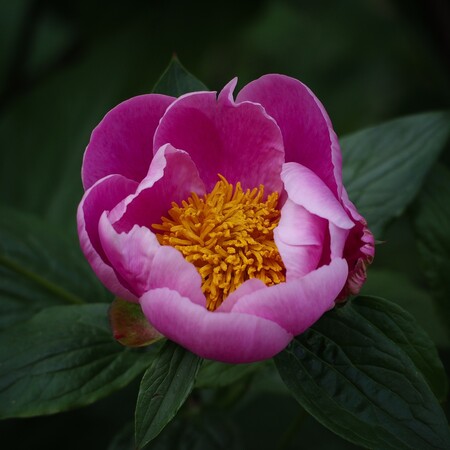 ΦΑΡΜΑΚΑ ΦΥΤΟ