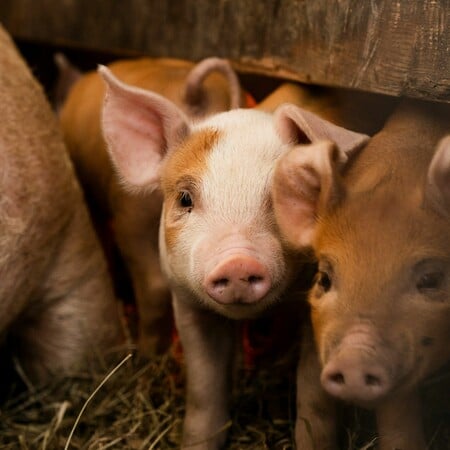 ΔΕΡΜΑ ΕΠΙΔΕΡΜΙΔΑ ΓΟΥΡΟΥΝΙΑ ΕΡΕΥΝΑ