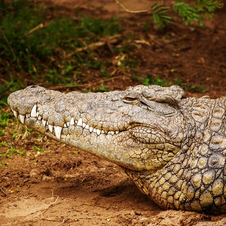 ΚΡΟΚΟΔΕΙΛΟΣ ΕΛΕΦΑΝΤΕΣ ΖΑΜΠΙΑ